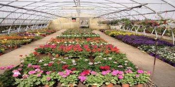 Emergenza Coronavirus. MISURE URGENTI A SOSTEGNO DELLE AZIENDE AGRICOLE DEL SETTORE FLOROVIVAISTICO