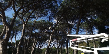 Manutenzione del verde, il cronoprogramma delle potature in programma