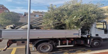 Zona 30 in via Carlo Alberto Dalla Chiesa, iniziata la messa a dimora dei nuovi alberi