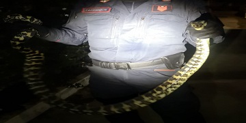 Pomezia, catturato dai Carabinieri Forestali un pitone australiano