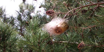 Ordinanza per la prevenzione dei rischi da processionaria del pino 2021