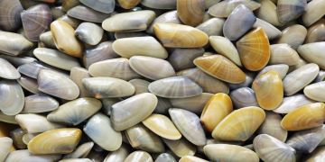 Revoca divieto di raccolta molluschi bivalvi e immissione diretta al consumo umano